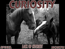 Load image into Gallery viewer, UNTAMED UNBROKEN UNMASTERED Card Deck Canvas Prints MORE