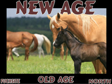 Load image into Gallery viewer, UNTAMED UNBROKEN UNMASTERED Card Deck Canvas Prints