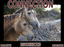 Load image into Gallery viewer, UNTAMED UNBROKEN UNMASTERED Card Deck Canvas Prints