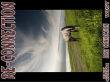 Load image into Gallery viewer, UNTAMED UNBROKEN UNMASTERED Card Deck Canvas Prints MORE