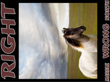 Load image into Gallery viewer, UNTAMED UNBROKEN UNMASTERED Card Deck Canvas Prints MORE